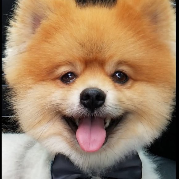 Meet your Posher, Leslie s - Picture 2 of 4